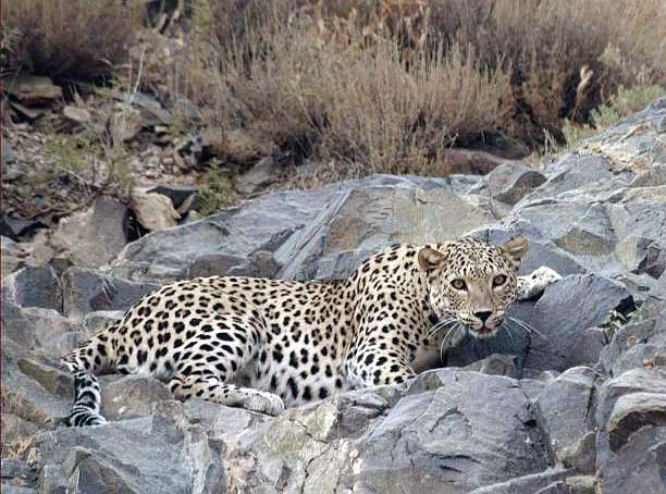 ゴレスターン国立公園アーレメ峡谷で撮影されたイラン・ヒョウ（2007年）