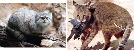 マヌルネコ（左）とジャングルキャット（右）