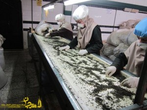 乾燥した茶葉の選別作業（ギーラーン州最大の茶生産地ラーヒージャーンの地方ニュースサイトhttp://www.lahidjan.com/より）