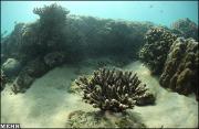 ペルシア湾のサンゴの危機(http://www.agrofoodnews.com より)