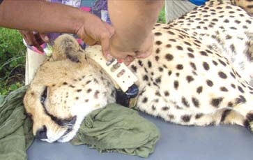 同日付イラン紙12面より転載