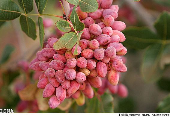 収穫前のピスタチオ(ISNAより)