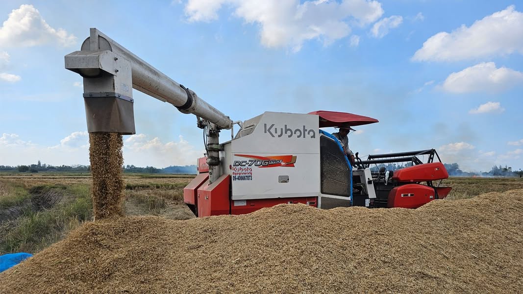 エーヤーワディ管区ピャーポン郡にて、コンバインハーベスター(刈取脱穀機)で籾を脱穀している様子。2023年12月11日。(写真: RFA)