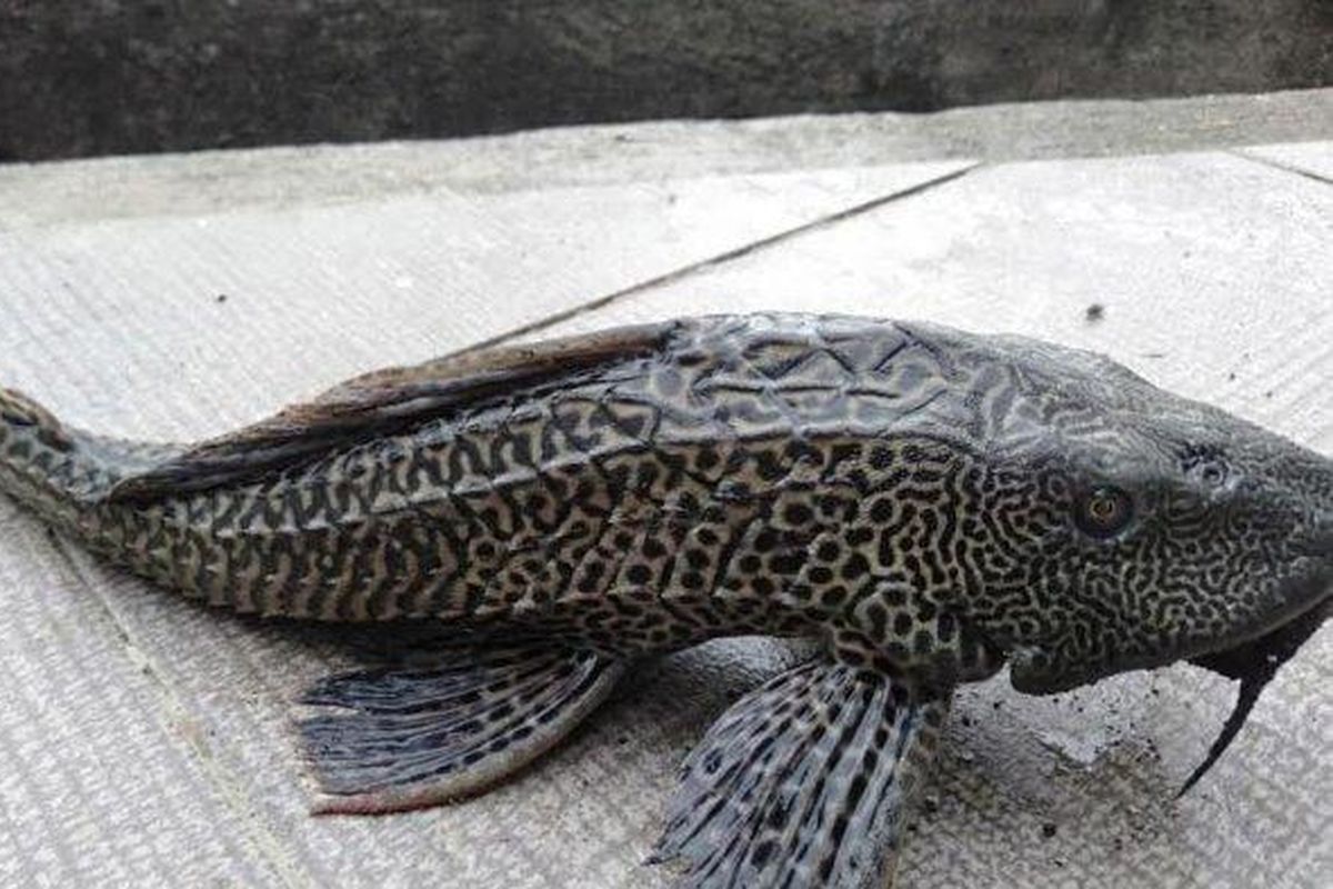 「箒魚」と呼ばれるプレコ
